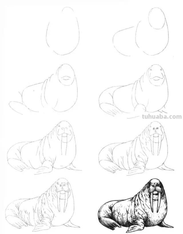 简笔画大全：50种海洋生物画法