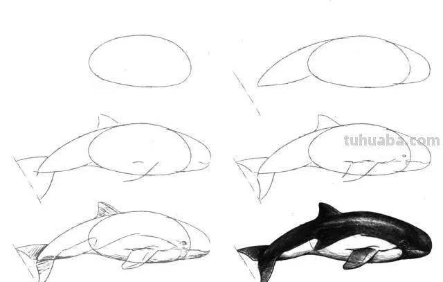 简笔画大全：50种海洋生物画法