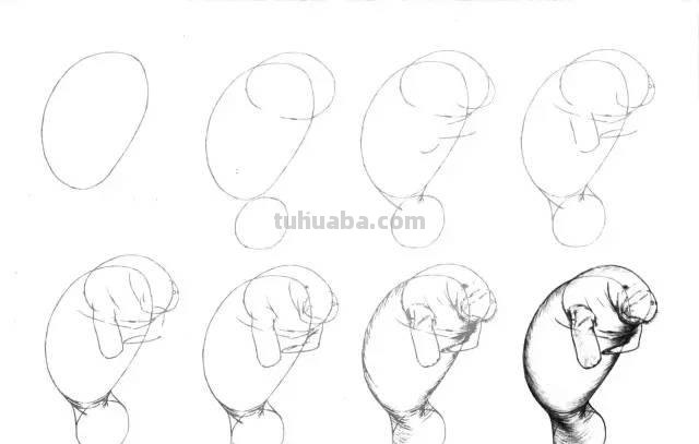 简笔画大全：50种海洋生物画法