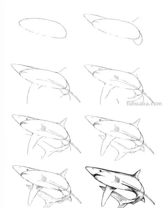 简笔画大全：50种海洋生物画法