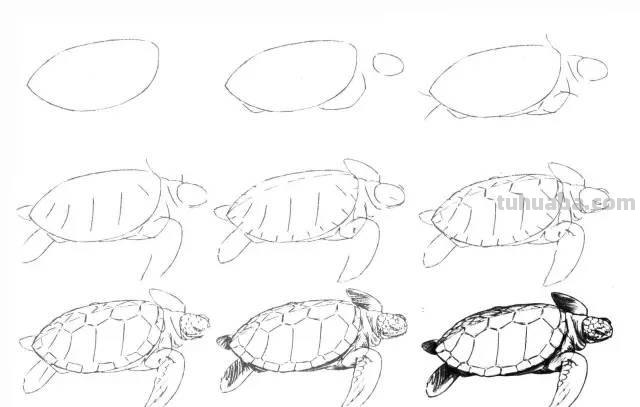 简笔画大全：50种海洋生物画法