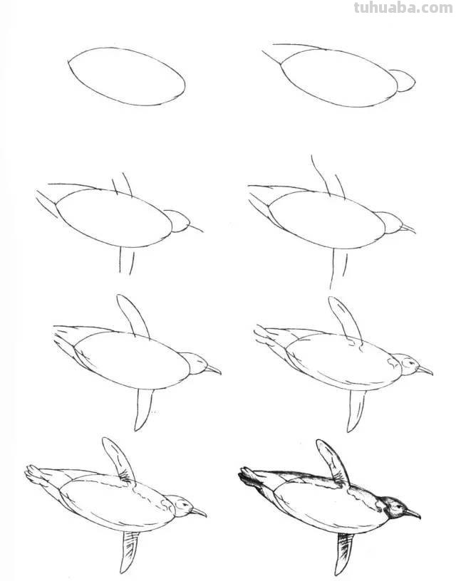 简笔画大全：50种海洋生物画法
