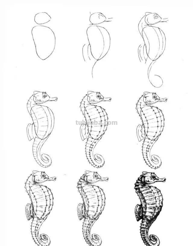 简笔画大全：50种海洋生物画法