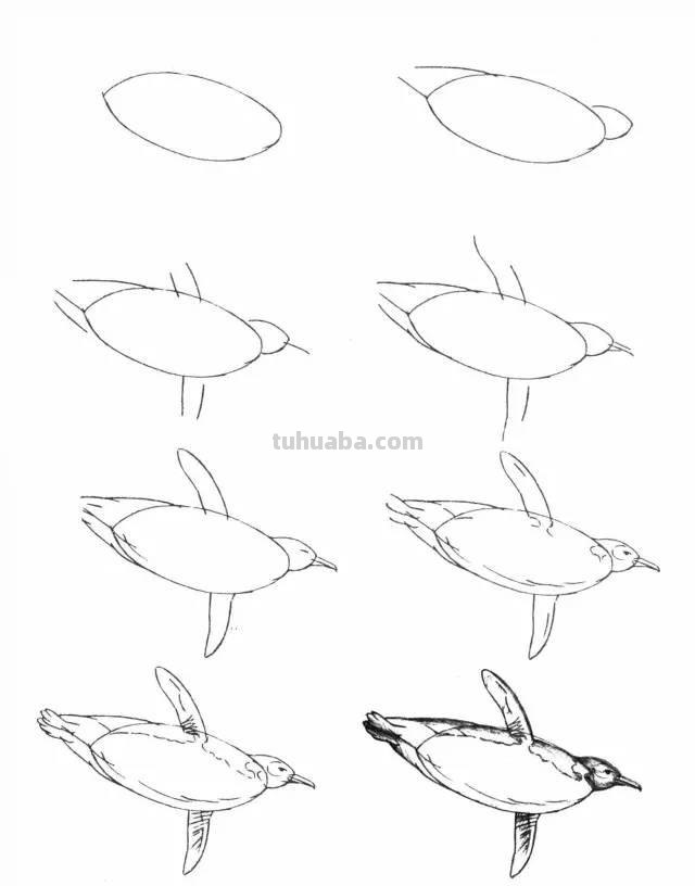 简笔画大全：50种海洋生物画法