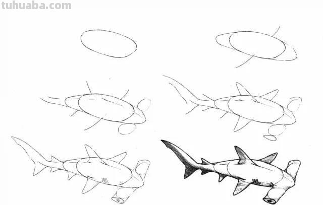 简笔画大全：50种海洋生物画法