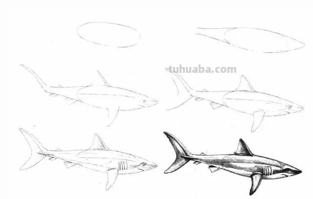 简笔画大全：50种海洋生物画法