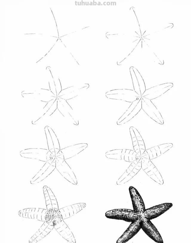 简笔画大全：50种海洋生物画法