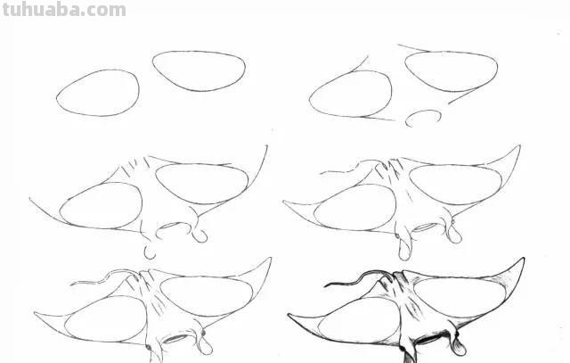 简笔画大全：50种海洋生物画法