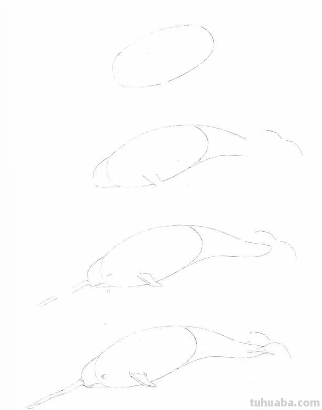 简笔画大全：50种海洋生物画法