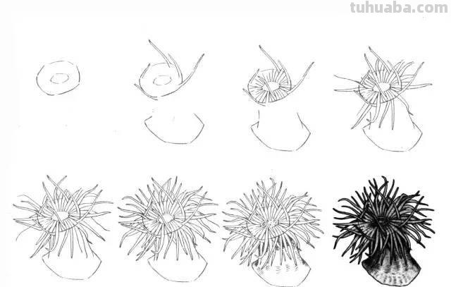 简笔画大全：50种海洋生物画法