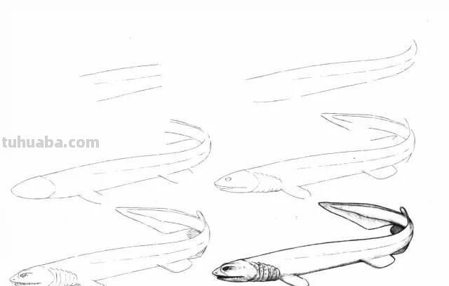 简笔画大全：50种海洋生物画法