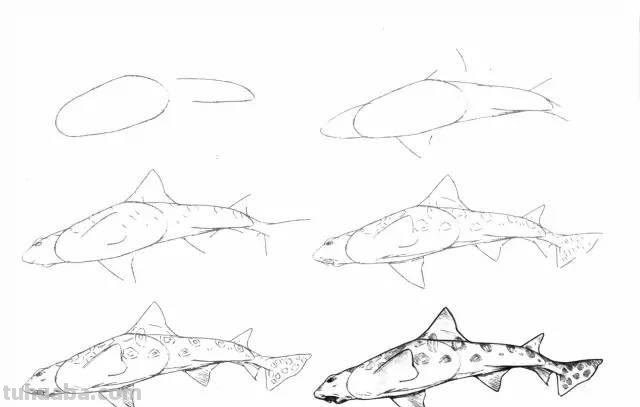 简笔画大全：50种海洋生物画法