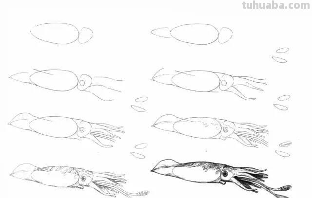 简笔画大全：50种海洋生物画法