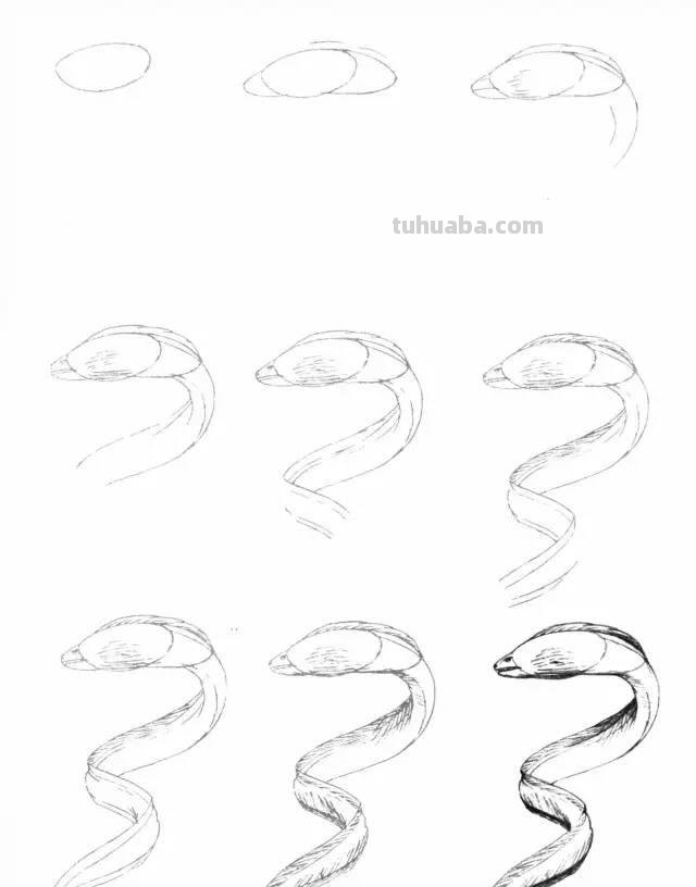 简笔画大全：50种海洋生物画法