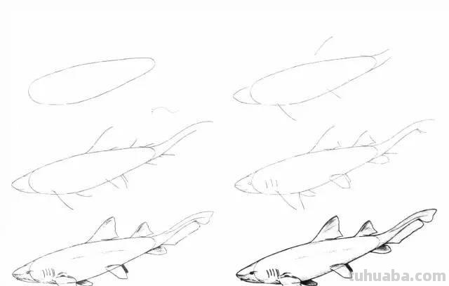 简笔画大全：50种海洋生物画法