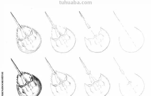 简笔画大全：50种海洋生物画法