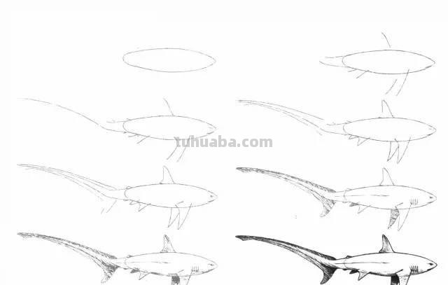 简笔画大全：50种海洋生物画法