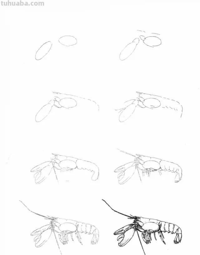 简笔画大全：50种海洋生物画法