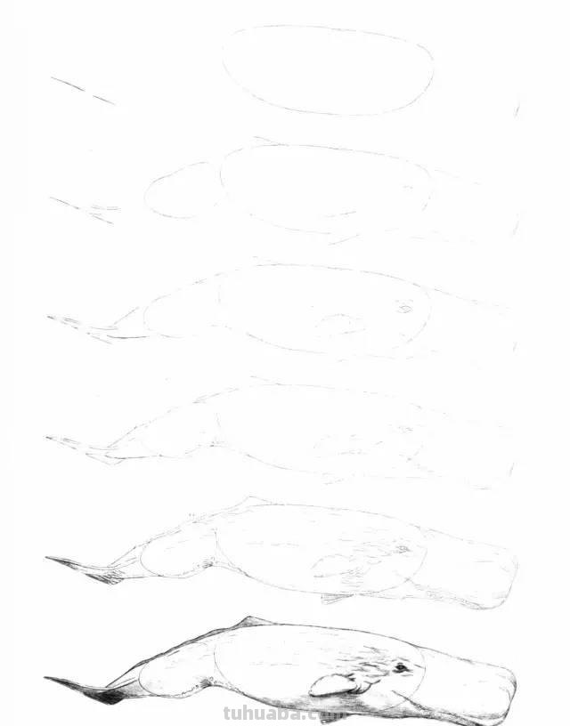 简笔画大全：50种海洋生物画法