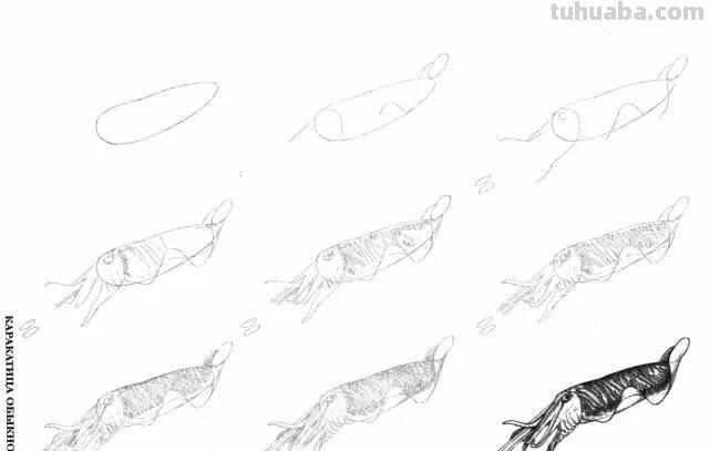 简笔画大全：50种海洋生物画法