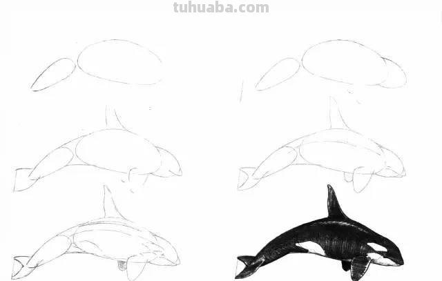 简笔画大全：50种海洋生物画法