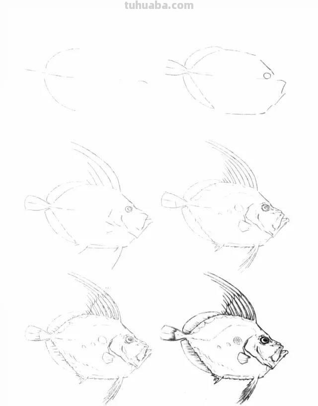 简笔画大全：50种海洋生物画法