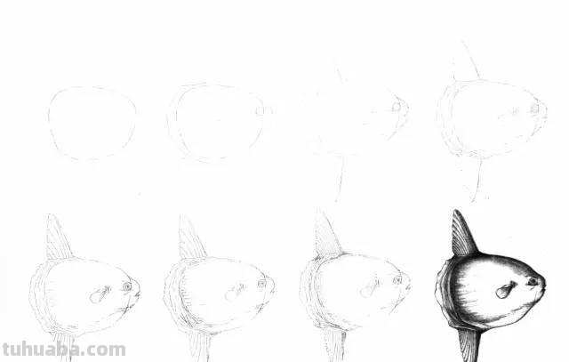 简笔画大全：50种海洋生物画法