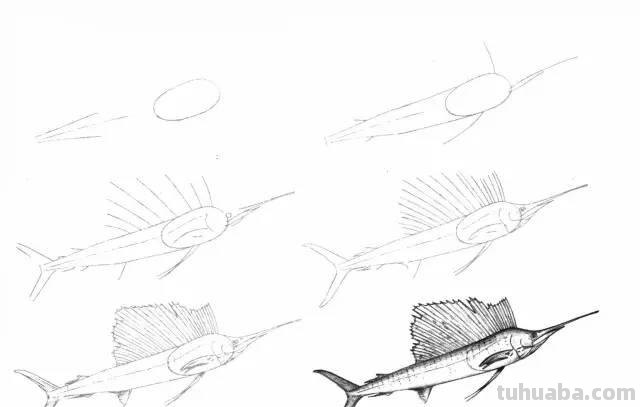 简笔画大全：50种海洋生物画法