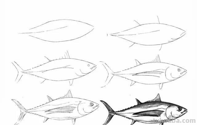 简笔画大全：50种海洋生物画法