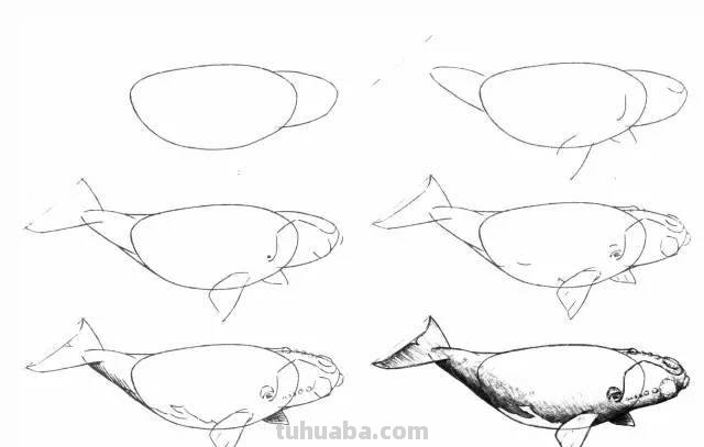 简笔画大全：50种海洋生物画法