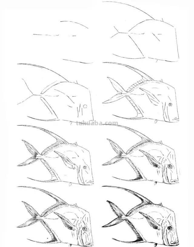 简笔画大全：50种海洋生物画法