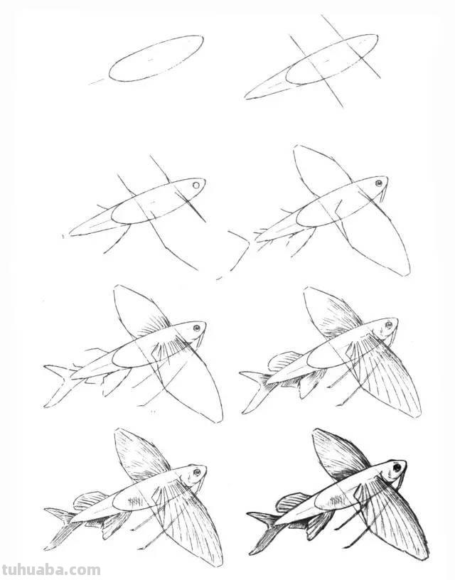 简笔画大全：50种海洋生物画法