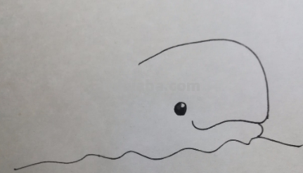 鲸鱼简笔画