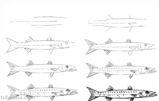 简笔画大全：50种海洋生物画法