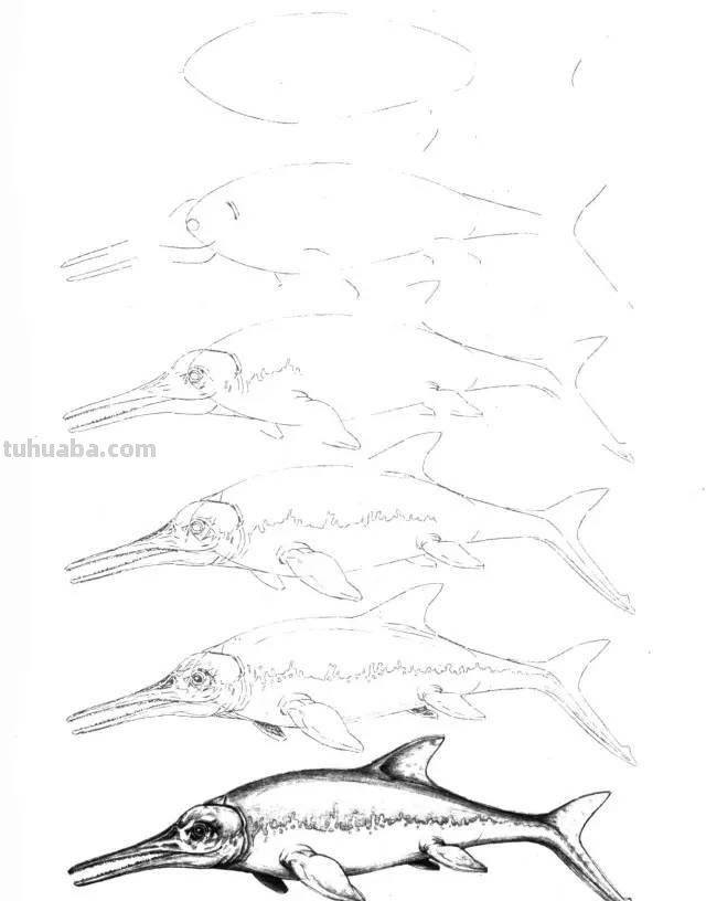 简笔画大全：50种海洋生物画法