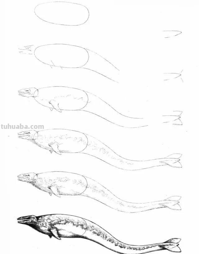 简笔画大全：50种海洋生物画法