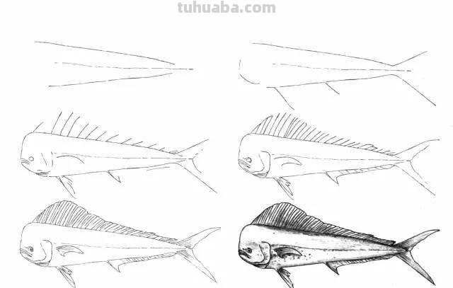 简笔画大全：50种海洋生物画法