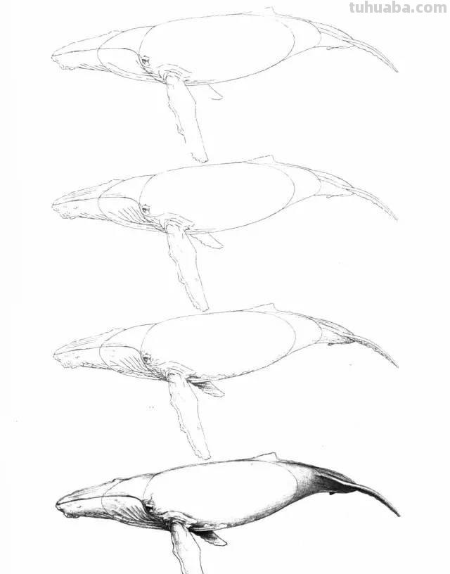 简笔画大全：50种海洋生物画法