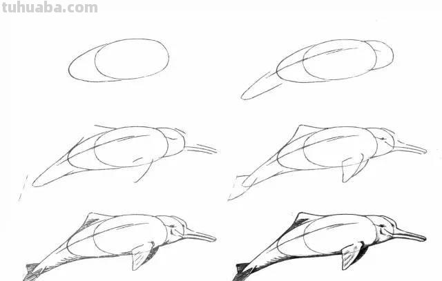 简笔画大全：50种海洋生物画法