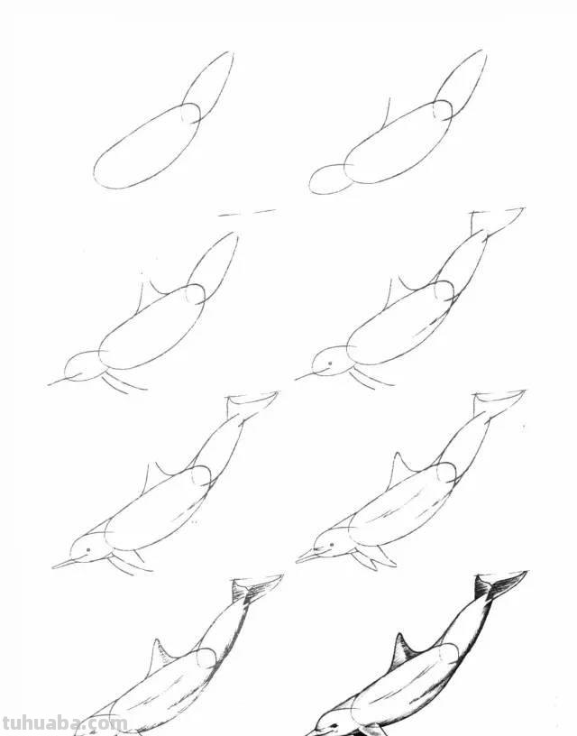 简笔画大全：50种海洋生物画法