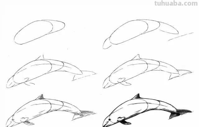 简笔画大全：50种海洋生物画法