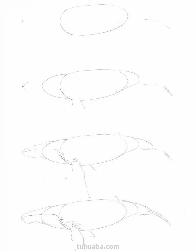 简笔画大全：50种海洋生物画法