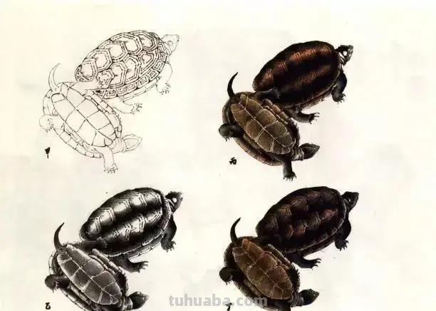国画技法 - 怎样画龟