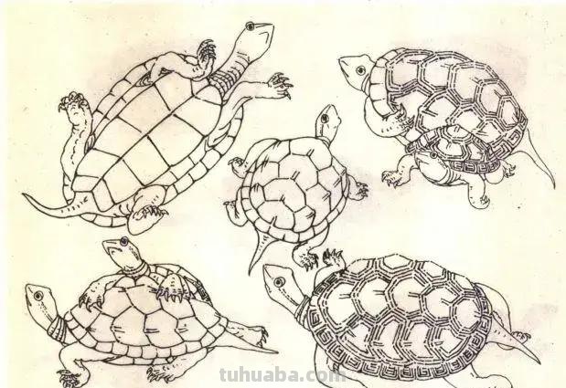 国画技法 - 怎样画龟