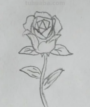 玫瑰花怎么画简笔画