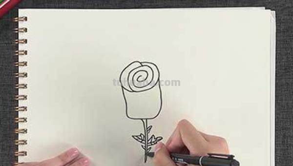 玫瑰花简笔画怎么画