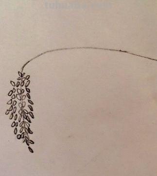 彩铅紫藤风景怎么画 彩铅画自学教程风景? 彩铅紫藤风景怎么画 彩铅画自学教程风景?