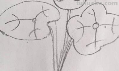 简笔画荷花怎么画 荷花简笔画? 简笔画荷花怎么画 荷花简笔画?