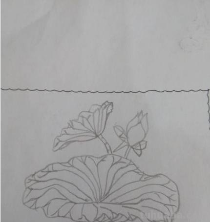 简笔画荷花怎么画 荷花简笔画? 简笔画荷花怎么画 荷花简笔画?