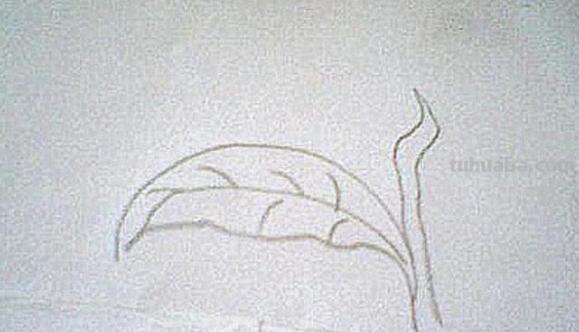 茶怎么画简笔画 简笔画茶叶的画法? 茶怎么画简笔画 简笔画茶叶的画法?